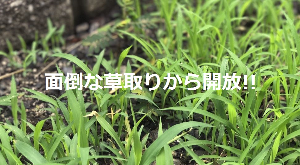 面倒な草取りから開放